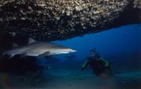 gal/Scuba_Diving/south_maroubra_sharks/_thb_AJ Wide Eyes Shark.jpg